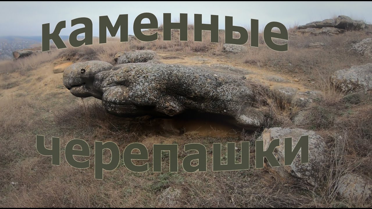 Черепашки